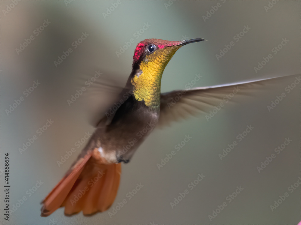 Fototapeta premium Ruby-topaz hummingbird (Chrysolampis mosquitus) bird in flight. Hummingbird flying with blurred green background. . Wildlife scene from nature. Birdwatching in Trinidad and Tobago.