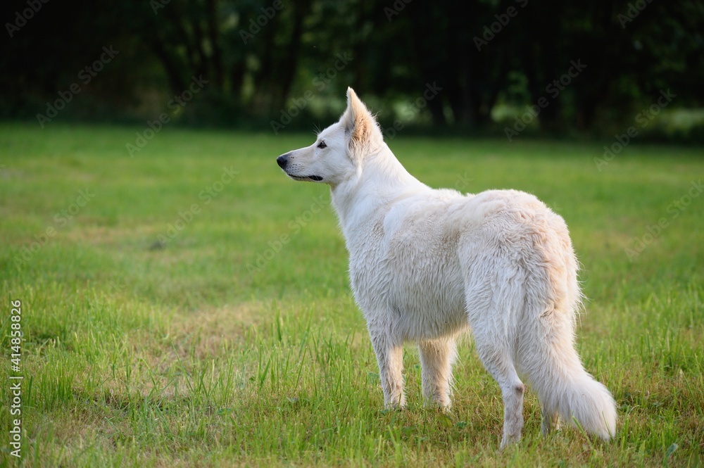 White Swiss Shepherd dog stands in the meadow Weisser Schweizer Schäferhund White Swiss Shepherd dog stands in the meadow Weisser Schweizer Schäferhund