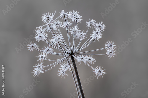 Closeup of a flower covered in ice on a winter morning