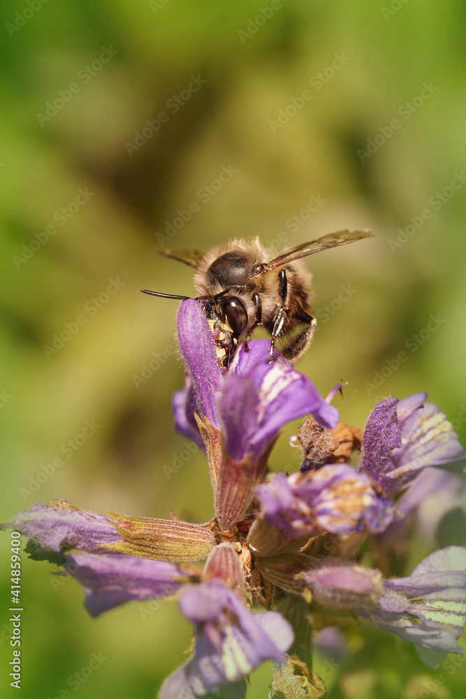 Frontal close up of a male hairy-footed flower bee , Anthophora plumipes sipping nectar Frontal close up of a male hairy-footed flower bee , Anthophora plumipes sipping nectar
