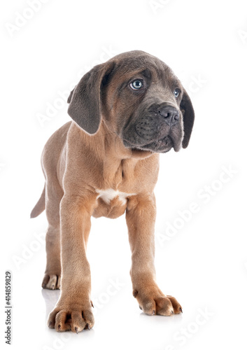 puppy cane corso