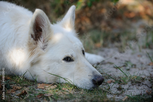 White Swiss Shepherd dog portrait Weisser Schweizer Sch  ferhund