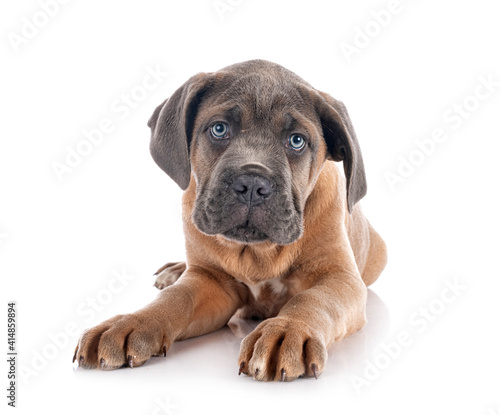 puppy cane corso