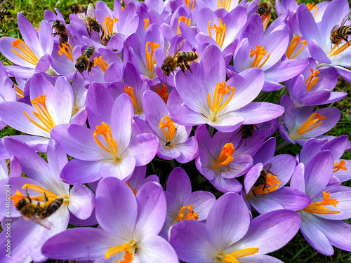 Spring flower purple crocus with insects