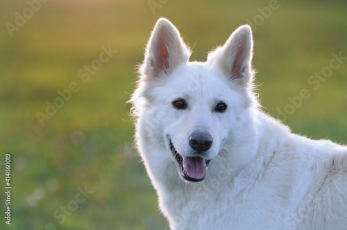 White Swiss Shepherd dog portrait Weisser Schweizer Sch  ferhund