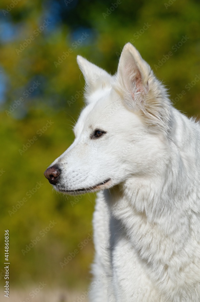 White Swiss Shepherd dog portrait Weisser Schweizer Schäferhund