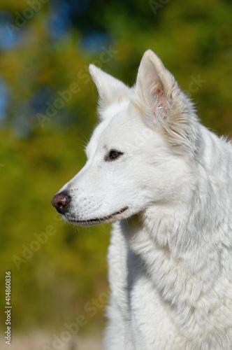 White Swiss Shepherd dog portrait Weisser Schweizer Sch  ferhund