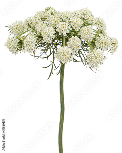 Inflorescence of carrots,  white carrot flowers, isolated on white background