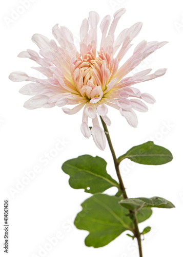Pink flowers of ofchrysanthemum  isolated on white background