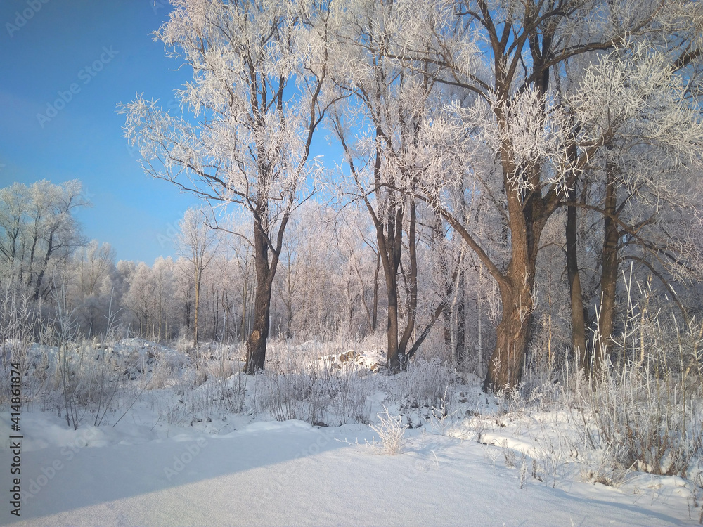 Fototapeta premium forest in winter in Siberia trees in snow drifts
