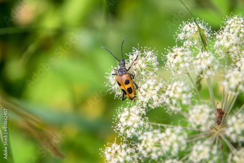 The beetle collects nectar on the flowers of Angelica forest (Angelica forest) © Konstantin