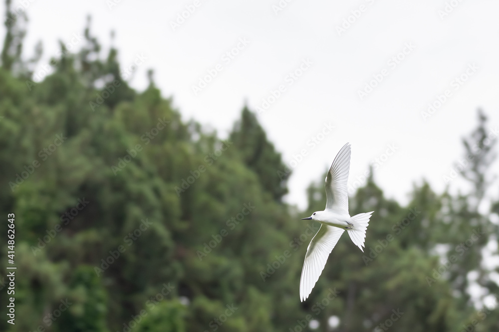 Gygis alba - White Tern flying in the sky Gygis alba - White Tern flying in the sky