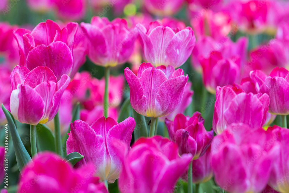 Fresh colorful tulip flowers in the garden at spring day Fresh colorful tulip flowers in the garden at spring day