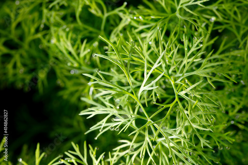 Green leaves of dill as background.