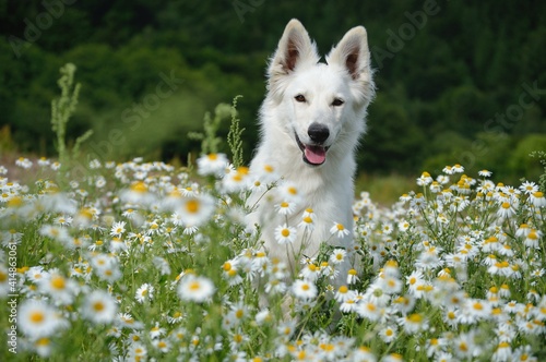 White Swiss Shepherd dog runs in the chamomile  Weisser Schweizer Schäferhund