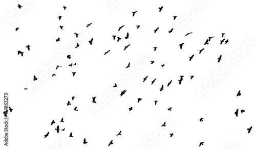 A flock of birds isolated on a white © schankz