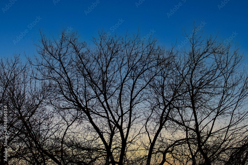 Bare branches on a tree at sunset.
