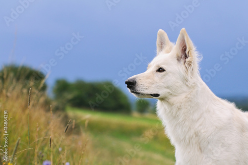 White Swiss Shepherd dog portrait in the meadow with sky Weisser Schweizer Schäferhund