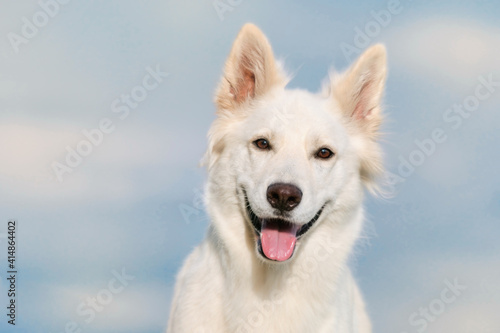 White Swiss Shepherd dog portrait with sky Weisser Schweizer Schäferhund