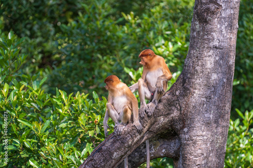 Family of wild Proboscis monkey or Nasalis larvatus  in the rainforest of island Borneo  Malaysia  close up