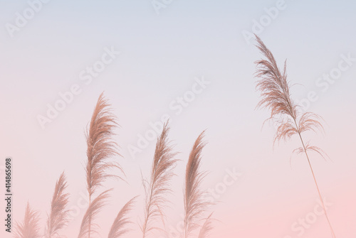 Soft gently wind grass flowers in aesthetic nature of early morning misty sky background. Quiet and calm image in minimal zen mood. Spring nature in pastel tone. © namsai