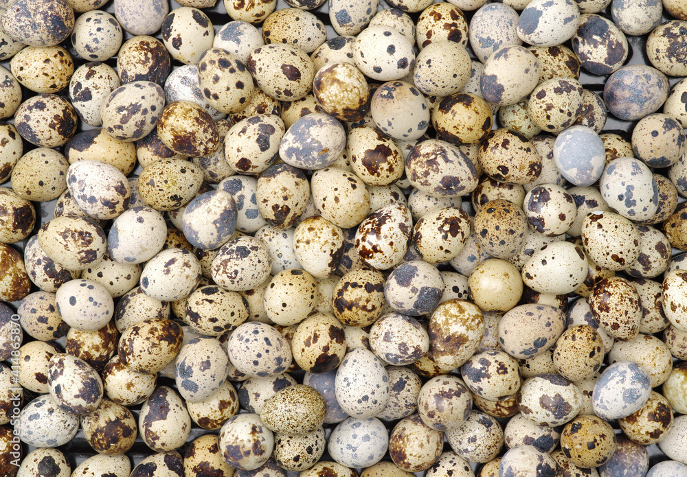 quail eggs background quail eggs background