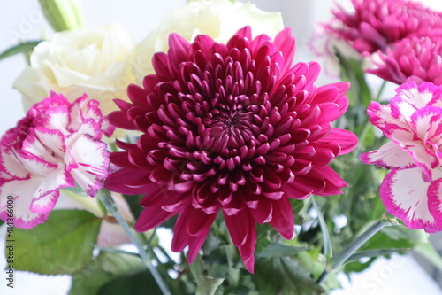 pink chrysanthemum flower