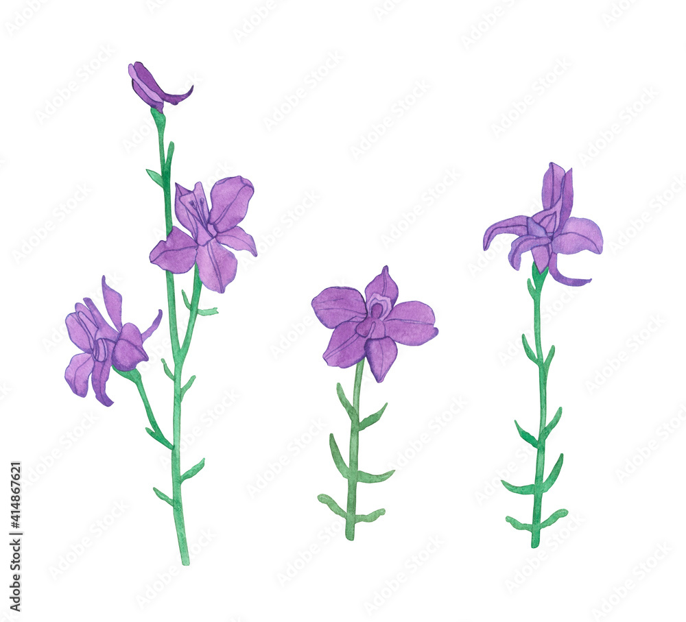 Watercolor wild Violet Purple flowers, Hand drawn field plants Watercolor wild Violet Purple flowers, Hand drawn field plants