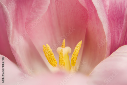 look inside tulip flower, inside blossom,beautiful close-up view