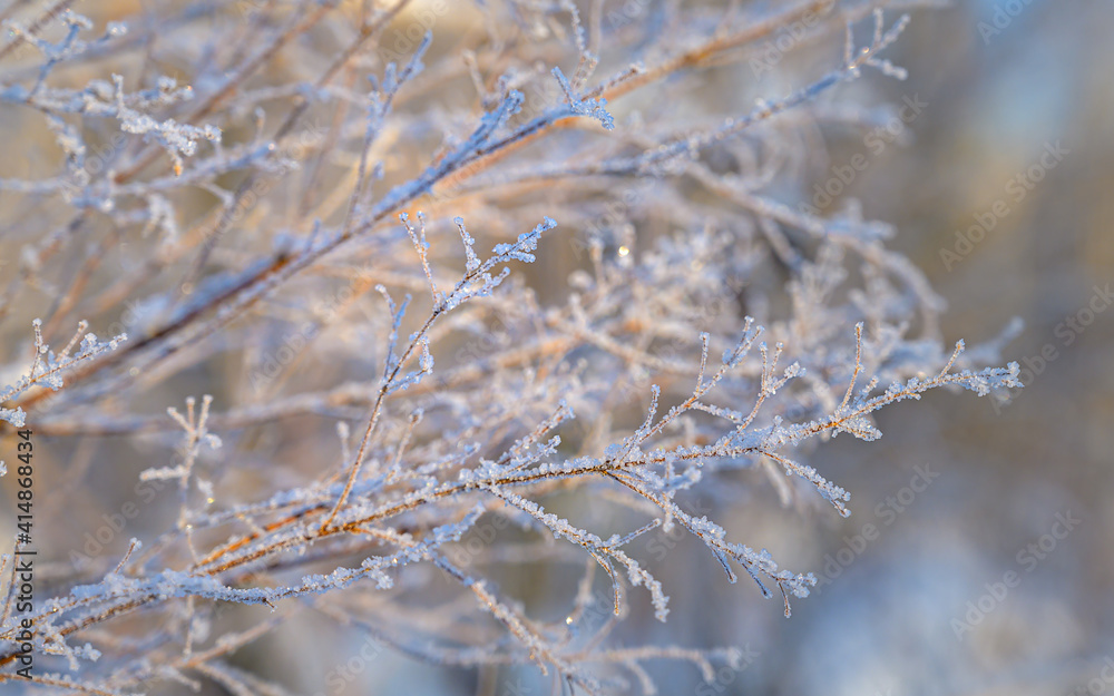 Morning frost on a fragile twig against the backdrop of sunlight. close-up. frosty morning dressed all plants and grass in fluffy frost. The freshness of a frosty morning Morning frost on a fragile twig against the backdrop of sunlight. close-up. frosty morning dressed all plants and grass in fluffy frost. The freshness of a frosty morning