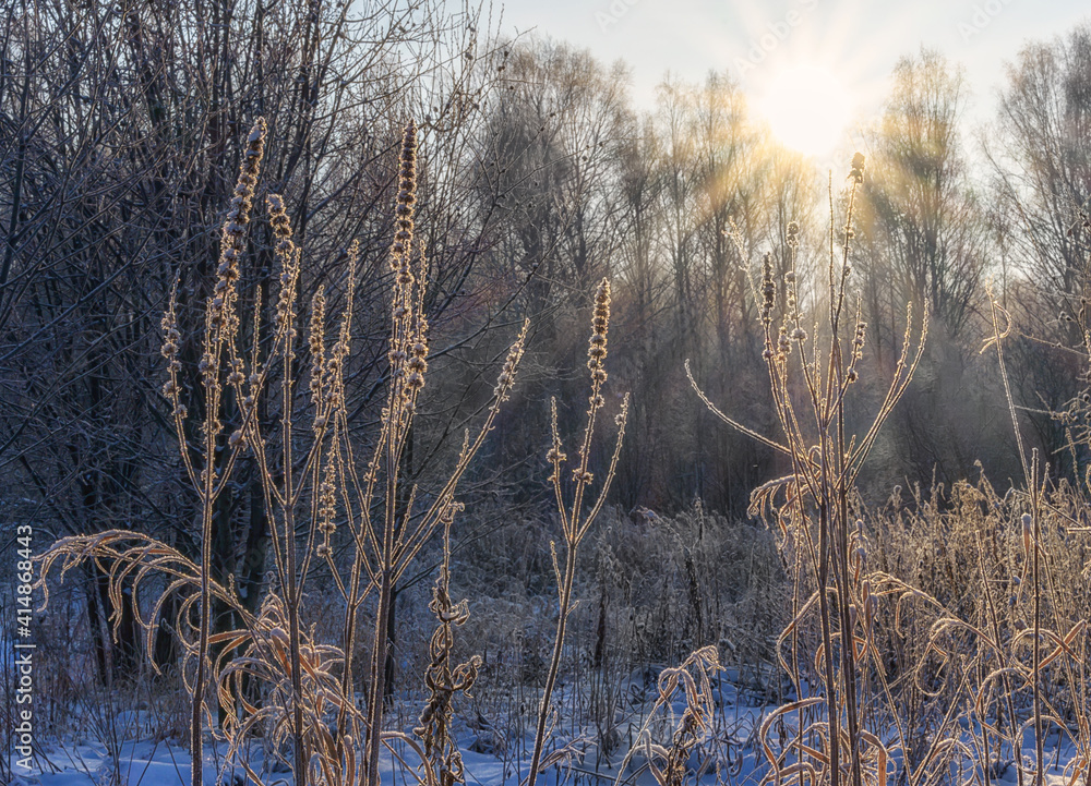 Obraz premium Morning frost on fragile twigs against the backdrop of sunlight. close-up. a frosty morning enveloped all the plants and grass in fluffy frost. The freshness of a frosty morning 