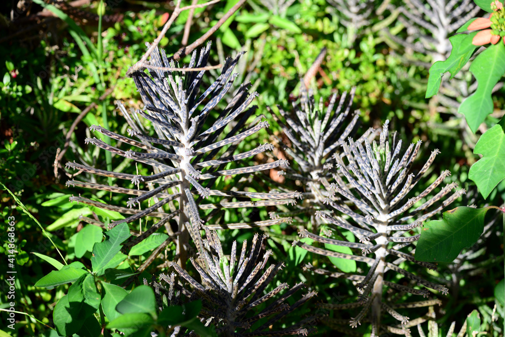 Fototapeta premium Chandelier plant detail , in the bush