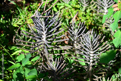 Chandelier plant detail , in the bush