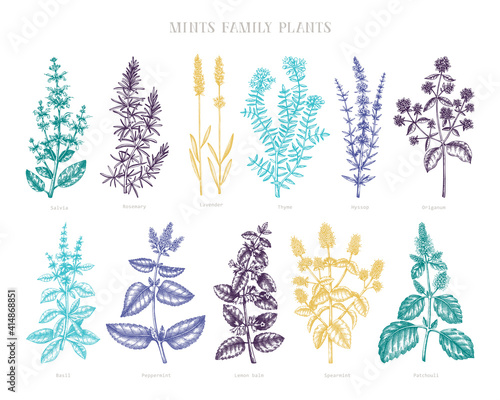 Mint family plants illustrations in color. Hand sketched aromatic and medicinal herbs. Botanical design elements. Herbal tea ingredients. Mints in vintage style. Aromatic materials set