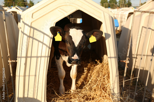 Fényképezés Cute little calf standing in hutch on farm. Animal husbandry