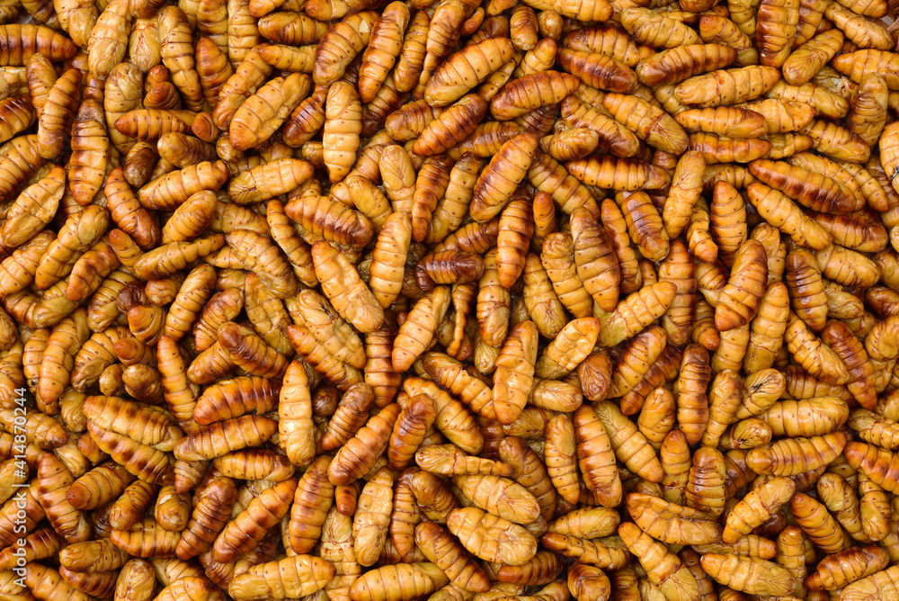 Silkworm pupae
