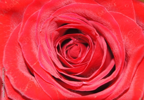 rose  flower  red  love  macro  nature  beauty  romance  pink  bloom  petal  roses  valentine  petals  floral  gift  blossom  beautiful  closeup  close-up  flowers  flora  plant  romantic  passion