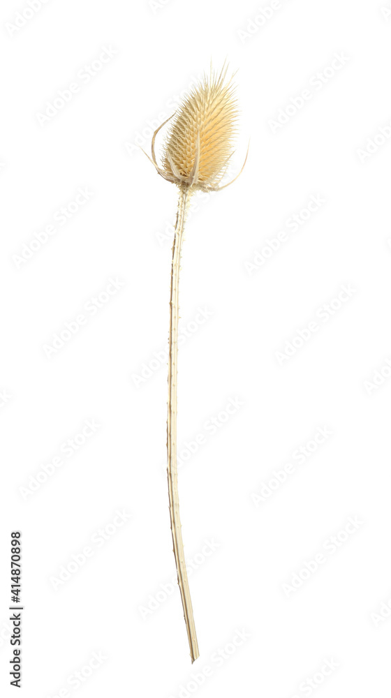 Beautiful dry teasel flower isolated on white Beautiful dry teasel flower isolated on white