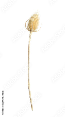 Beautiful dry teasel flower isolated on white