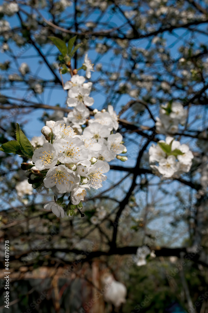 Sour Cherry (Prunus cerasus) in orchard Sour Cherry (Prunus cerasus) in orchard