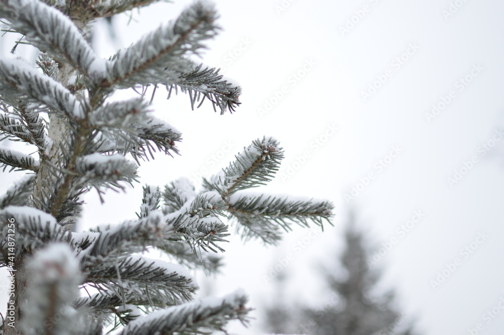 Winter branch of a Christmas tree, fir close-up. Winter branch of a Christmas tree, fir close-up.
