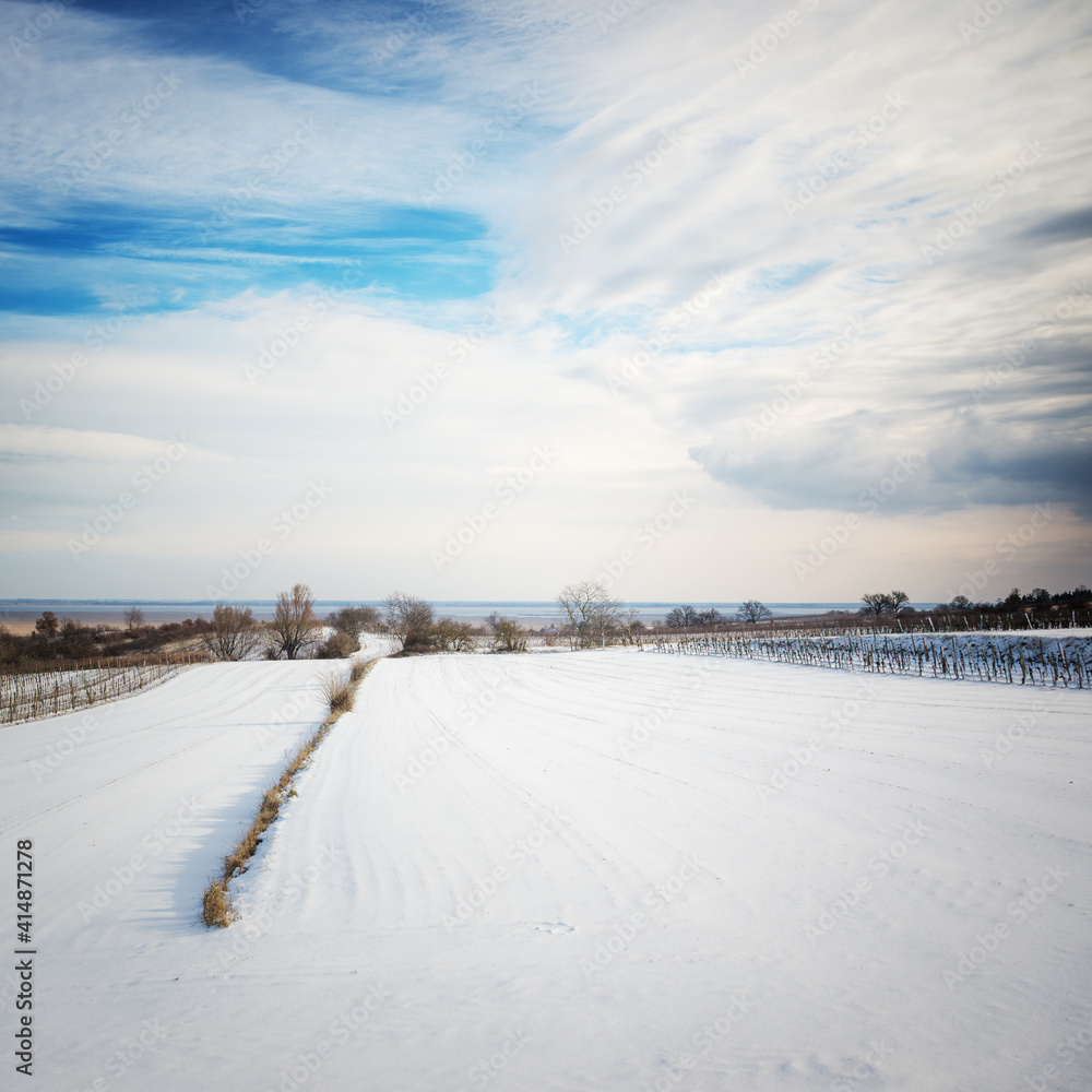 Winter landscape with vineyard in Burgenland