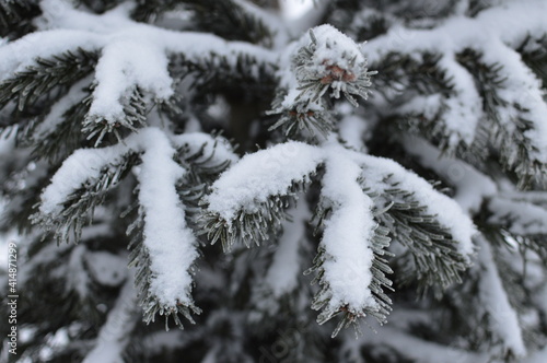 Winter branch of a Christmas tree, fir close-up.