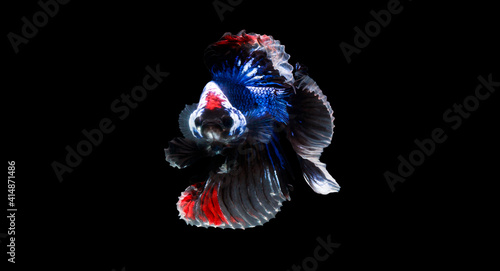 beautiful Siamese Fighting Fish, It is a half moon. It is so beautiful colorful with blue red and black colors. It is looking an enemy and it face looks like angry something with black isolated.
