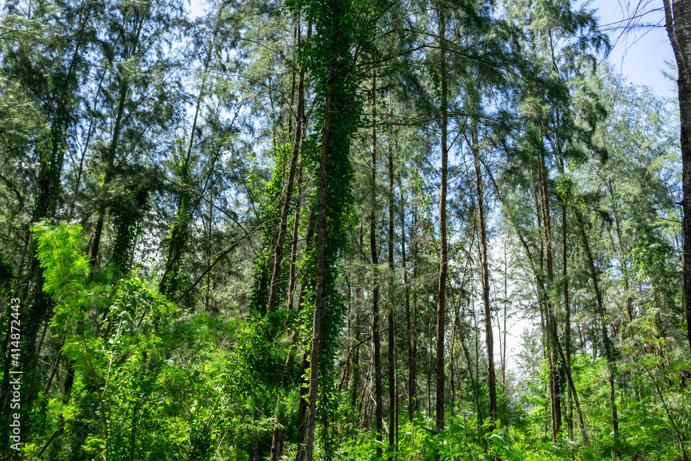 Beautiful forest in spring with bright sun shining through the trees. Singapore green forest Beautiful forest in spring with bright sun shining through the trees. Singapore green forest