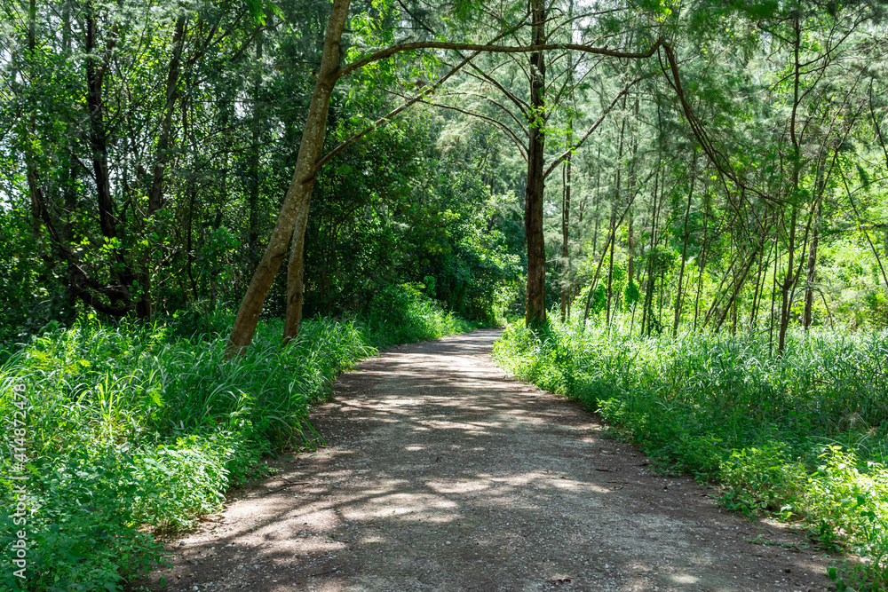 Fototapeta premium Singapore coney island bike trail. Hiking path and sunset in beautiful woods view, inspirational summer landscape in forest. Walking footpath or biking path, dirt road.