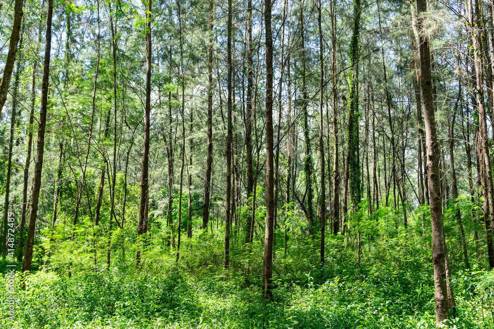 Beautiful forest in spring with bright sun shining through the trees. Singapore green forest Beautiful forest in spring with bright sun shining through the trees. Singapore green forest