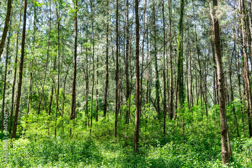Beautiful forest in spring with bright sun shining through the trees. Singapore green forest