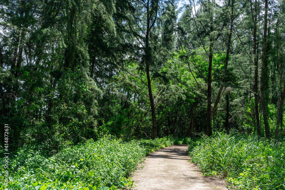 Fototapeta premium Singapore coney island bike trail. Hiking path and sunset in beautiful woods view, inspirational summer landscape in forest. Walking footpath or biking path, dirt road.