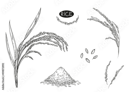 Hand drawn sketch black and white of rice, ear, seeds, leaf, grain. Vector illustration. Elements in graphic style label, card, sticker, menu, package. Engraved style illustration.